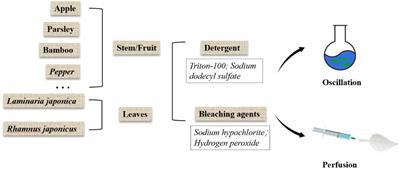 Current Advances in the Development of Decellularized Plant Extracellular Matrix